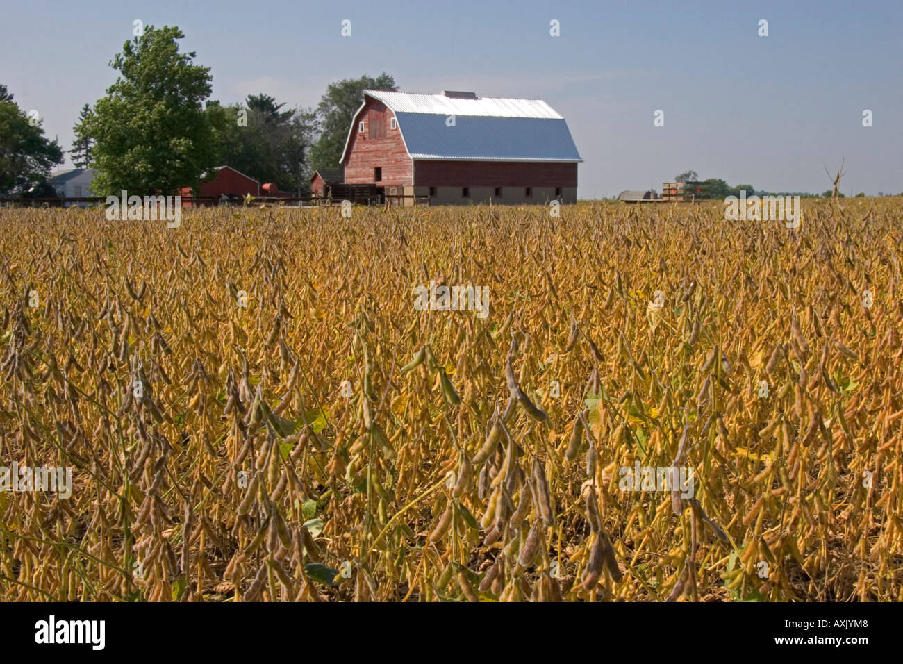Red barn and soy bean crop in Ladd Illinois Stock Photo