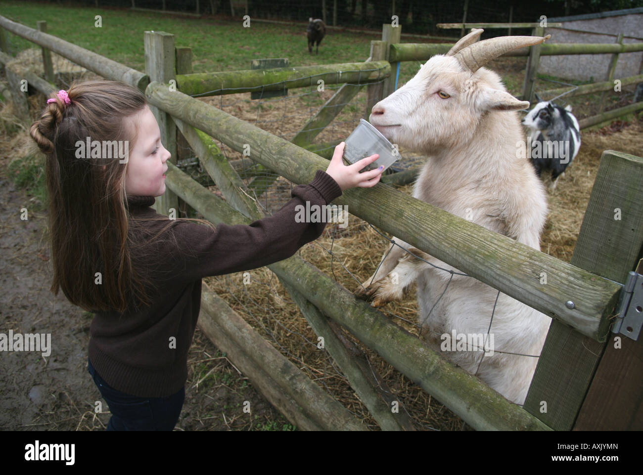 Little girl feeding a goat at the farm Stock Photo - Alamy