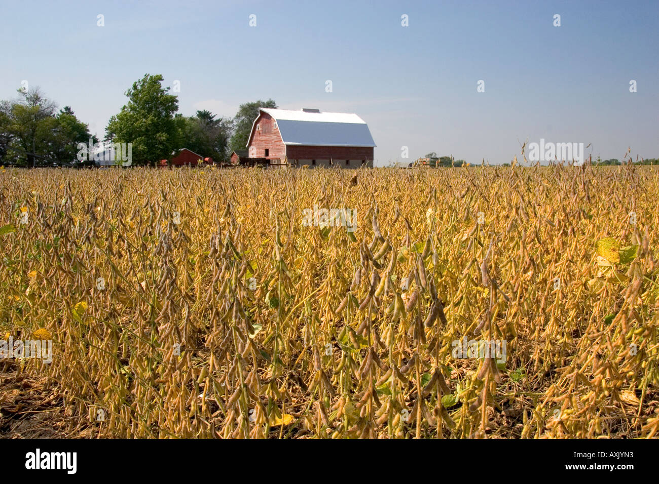 Red barn and soy bean crop at Ladd Illinois Stock Photo