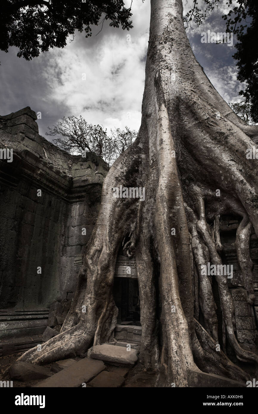 tree trunk grown on building over doorway mystical dream adventure in nature old historical shone deteriorating architecture Stock Photo