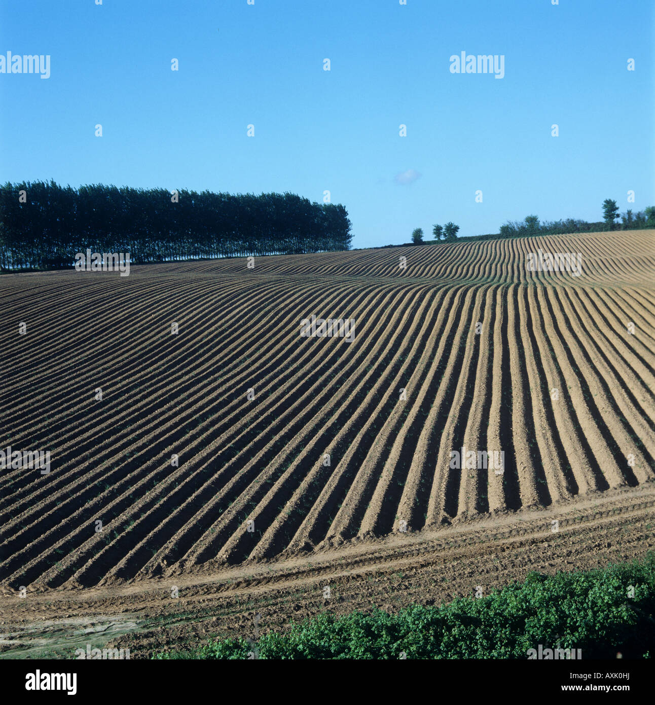 Ridges in a newly plant field of potatoes Somerset Stock Photo
