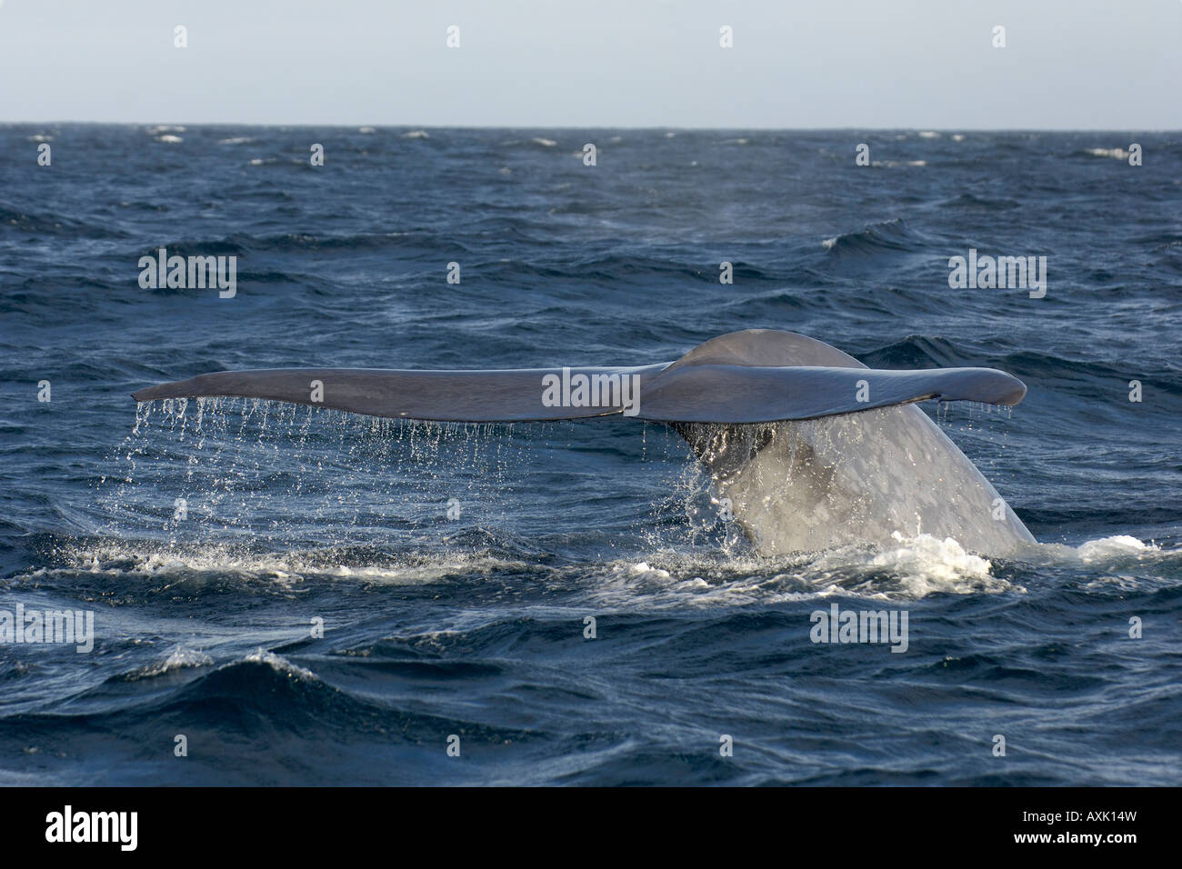 Blue Whale Balaenoptera musculus Sea of Cortez Mexico raising tail ...