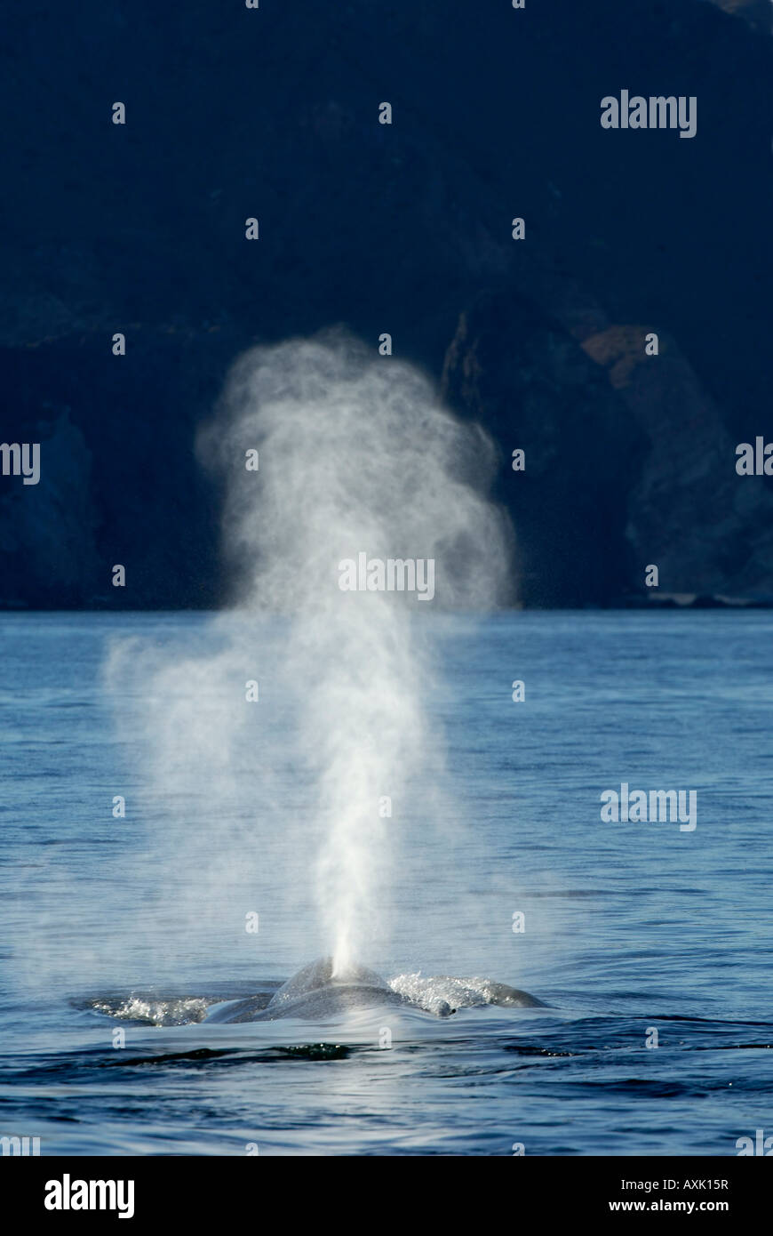 Blue Whale Balaenoptera Musculus Sea Of Cortez Mexico Blowing At ...