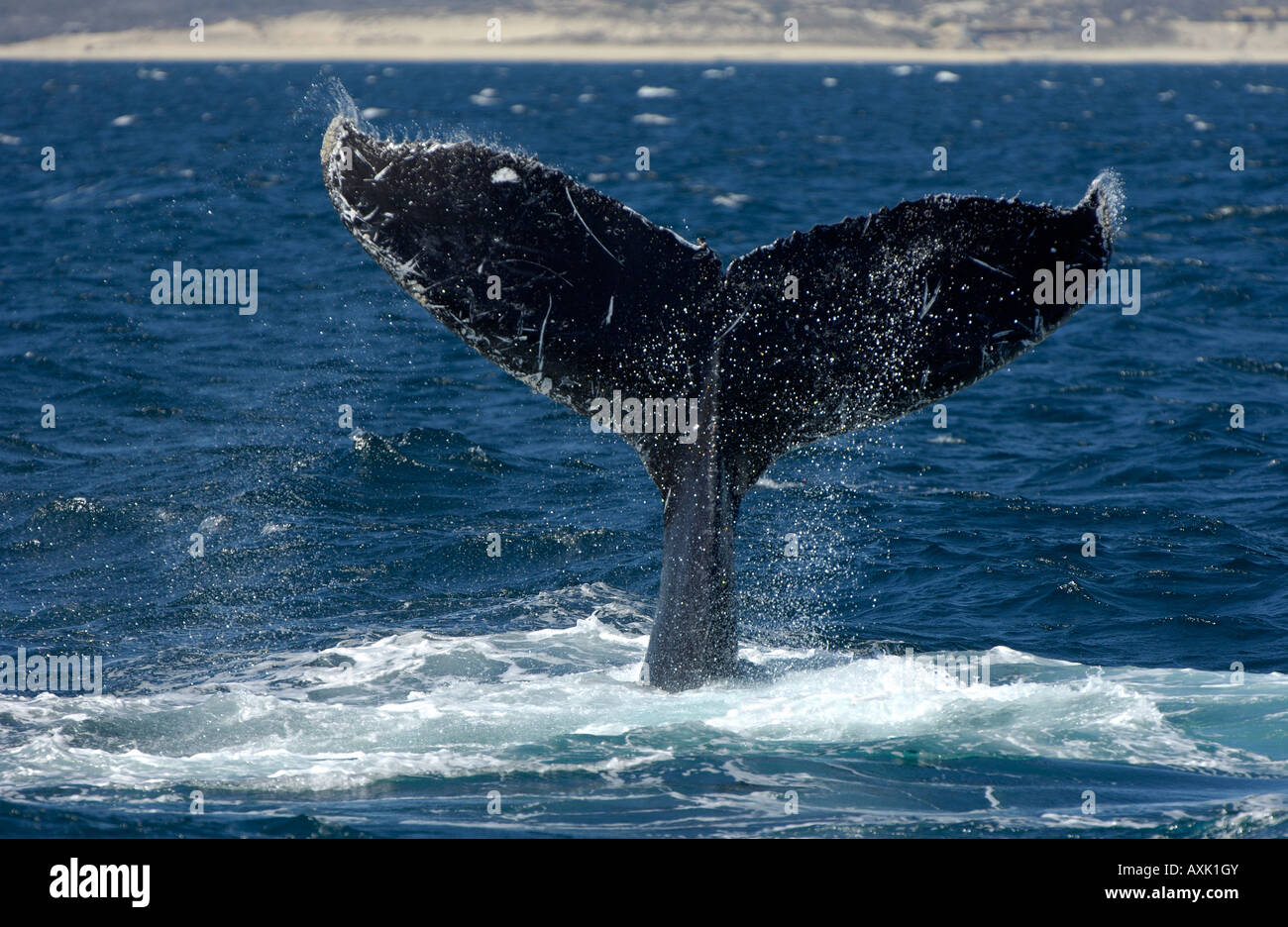 Humpback whale raised fluke hi-res stock photography and images - Alamy