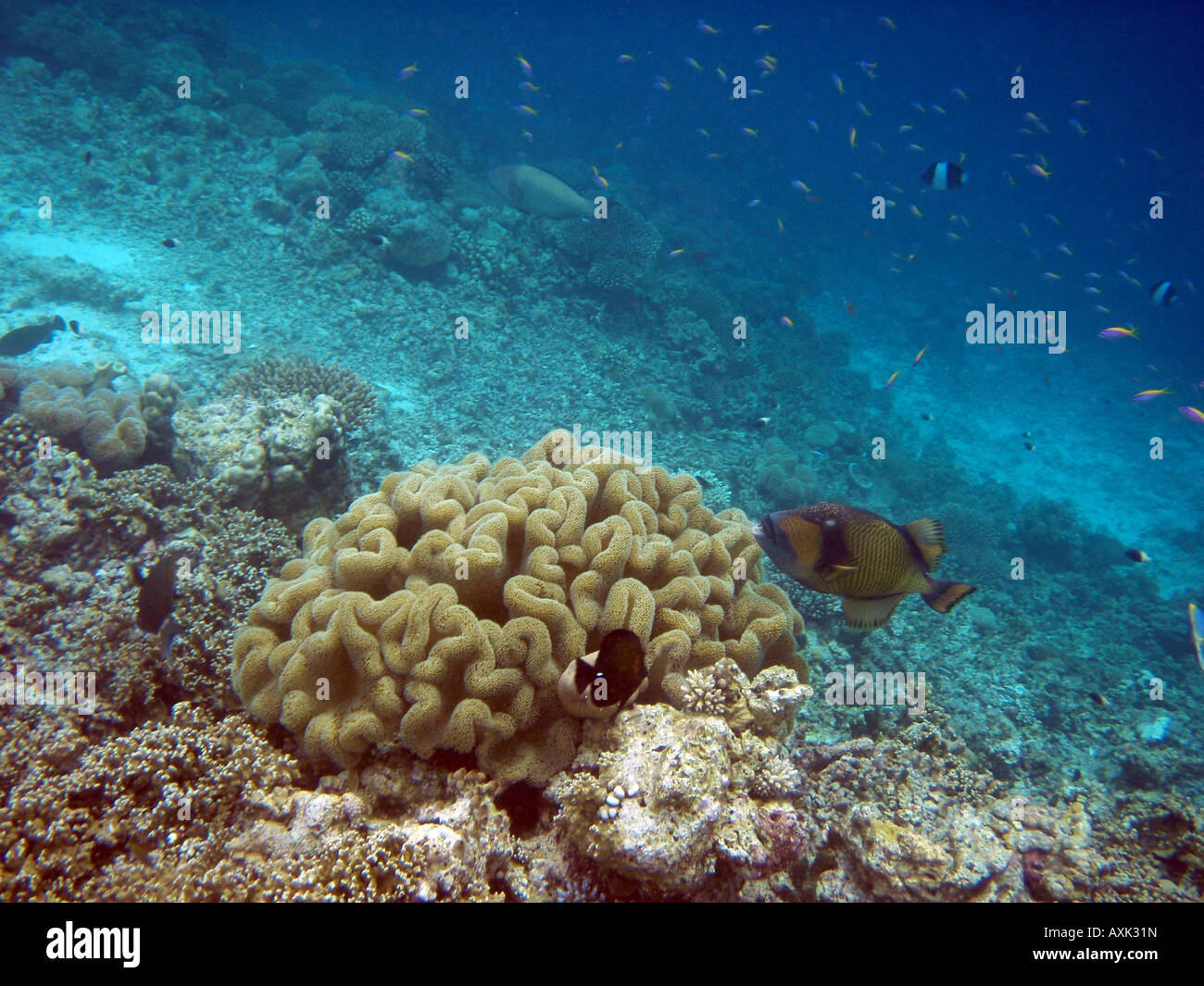 Titan Triggerfish [Bandos Island Reef, Kaafu Atoll, Maldives, Asia].                                                           . Stock Photo