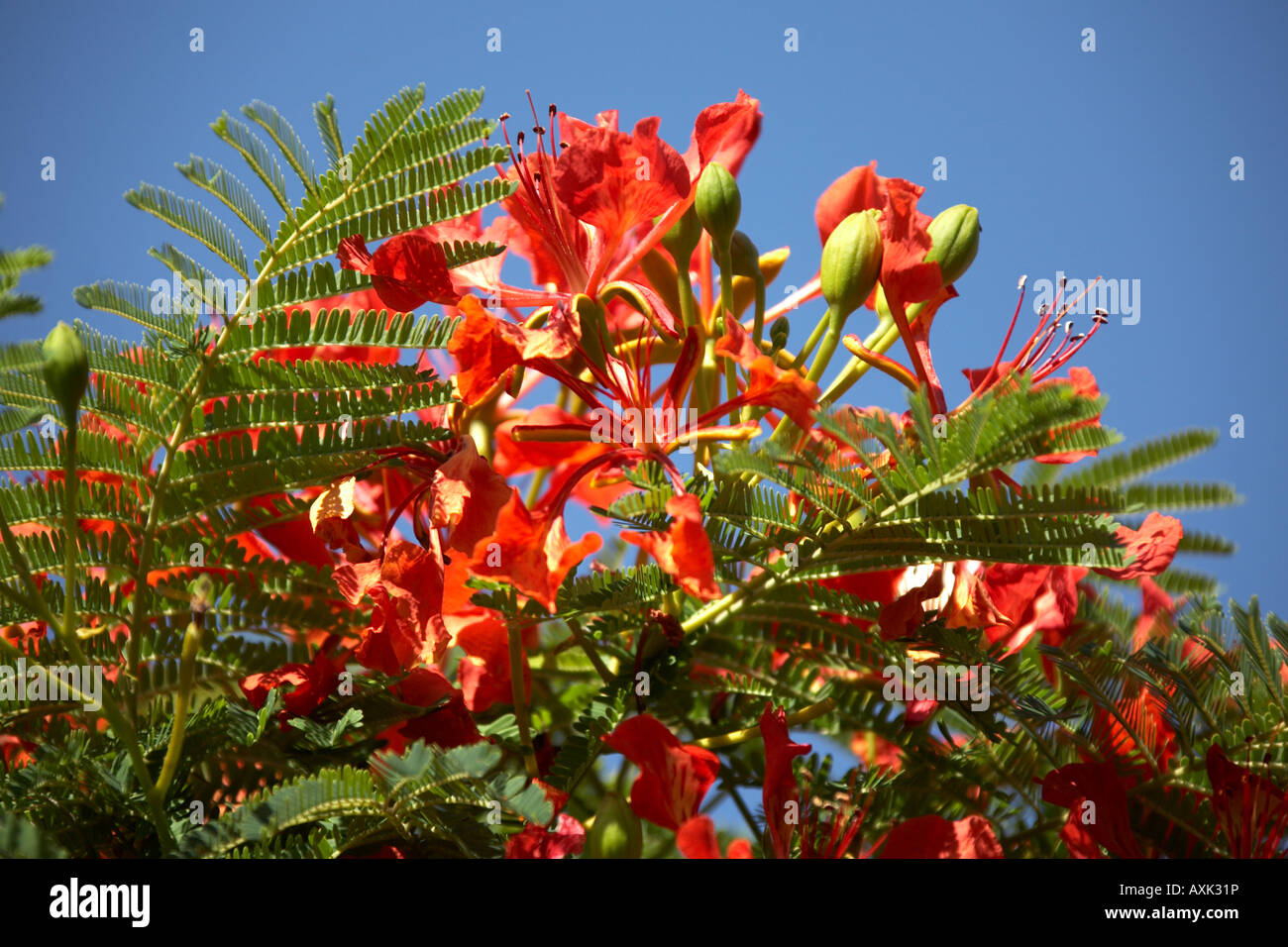 Poinciana ponsiana flamboyant or flame trees with red flowers on South Bank in Brisbane Queensland QLD Australia Stock Photo