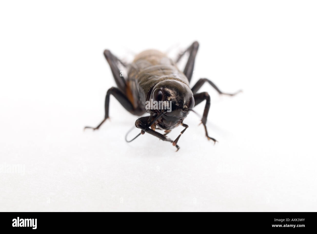 BLACK or FIELD CRICKET Gryllus bimaculatus Stock Photo Alamy