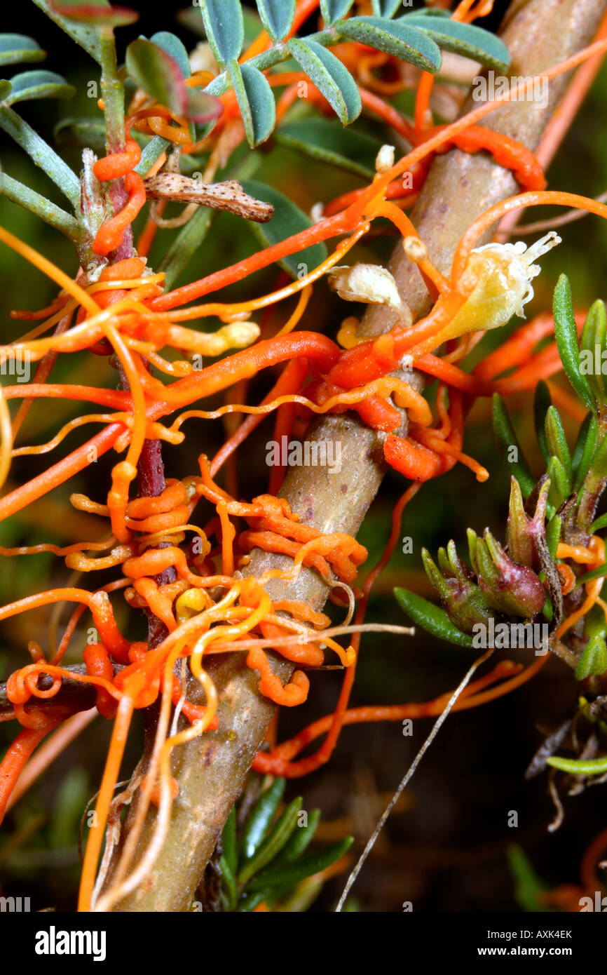 Dodder (Cuscuta americana) a parasitic plant from the Ecuadorian Andes Stock Photo