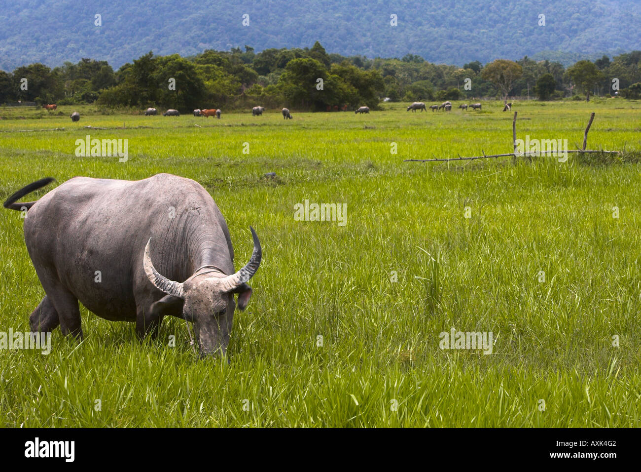 water buffalo animals horns tail graze romaing country landscape nature eat flock mountains green brown grey whit Stock Photo