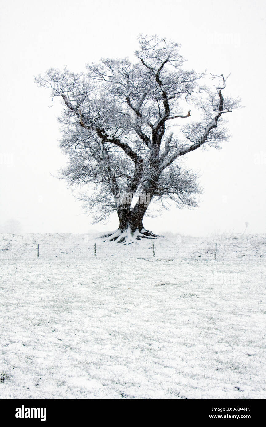 Oak Tree silhouette in winter landscape Stock Photo - Alamy