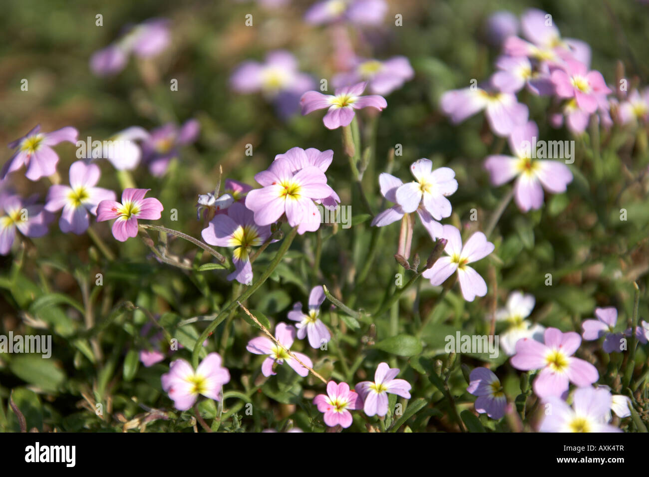 Pink and yellow wild spring flowers in natural display near Saronida in Attica or Atiki Greece Pretty attractive floral Stock Photo
