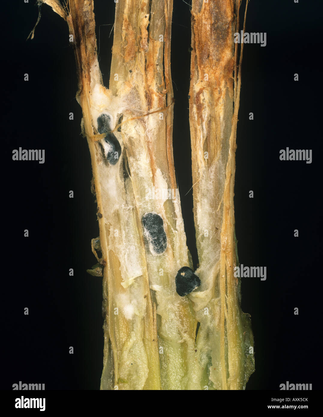 Sclerotinia white mould hi-res stock photography and images - Alamy