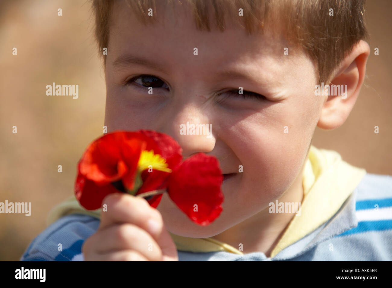 Poppy flower hi-res stock photography and images - Alamy
