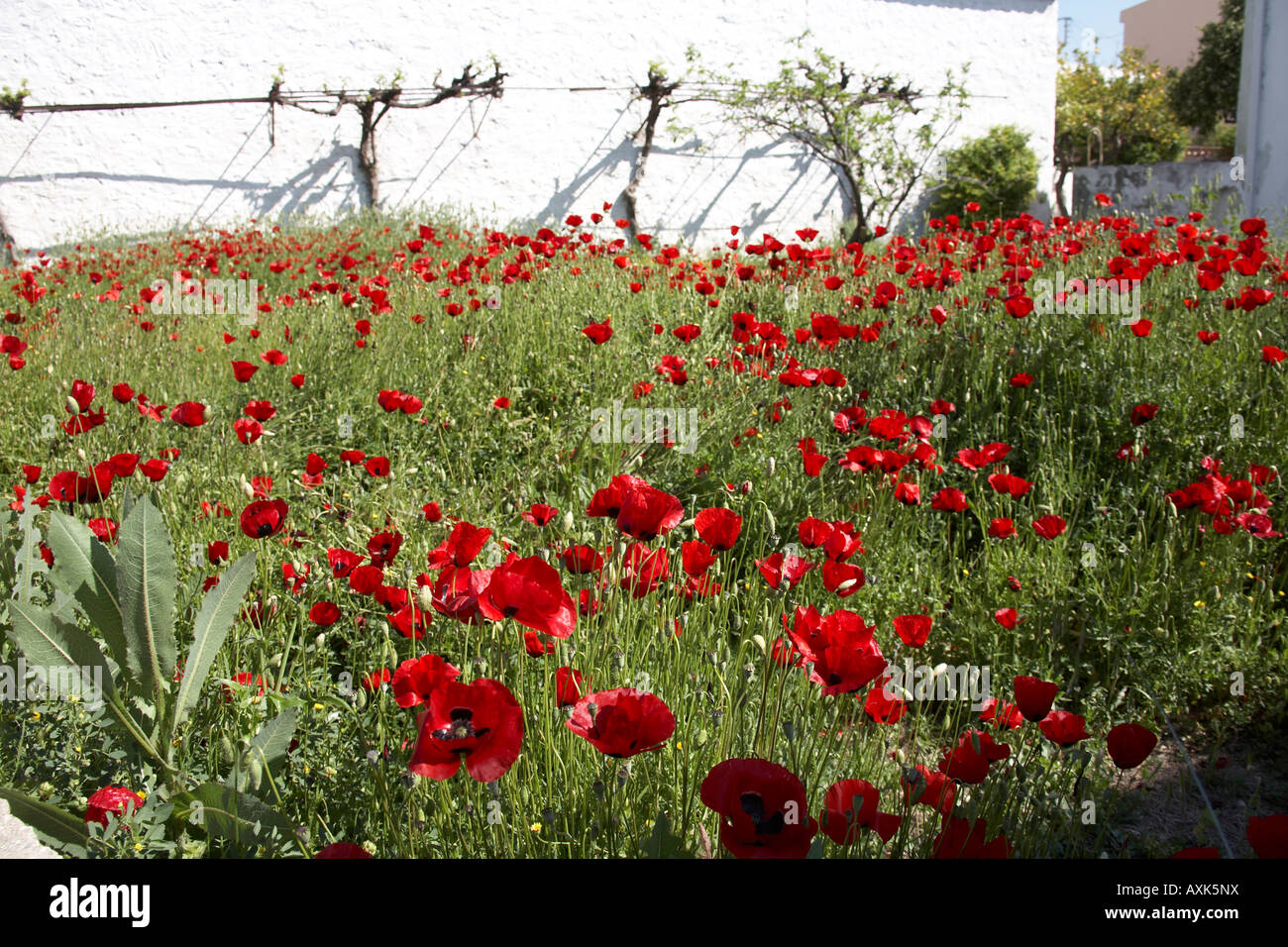 Garden of wild red poppy flowers in Kalivia Attica or Atiki Greece Wildflower poppies Stock Photo