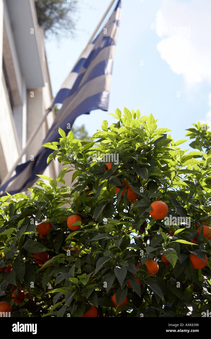 Greek flag above seville orange trees with fruit and blossom in Dexameni Square near Kolonaki district Athens or Athini Greece Stock Photo