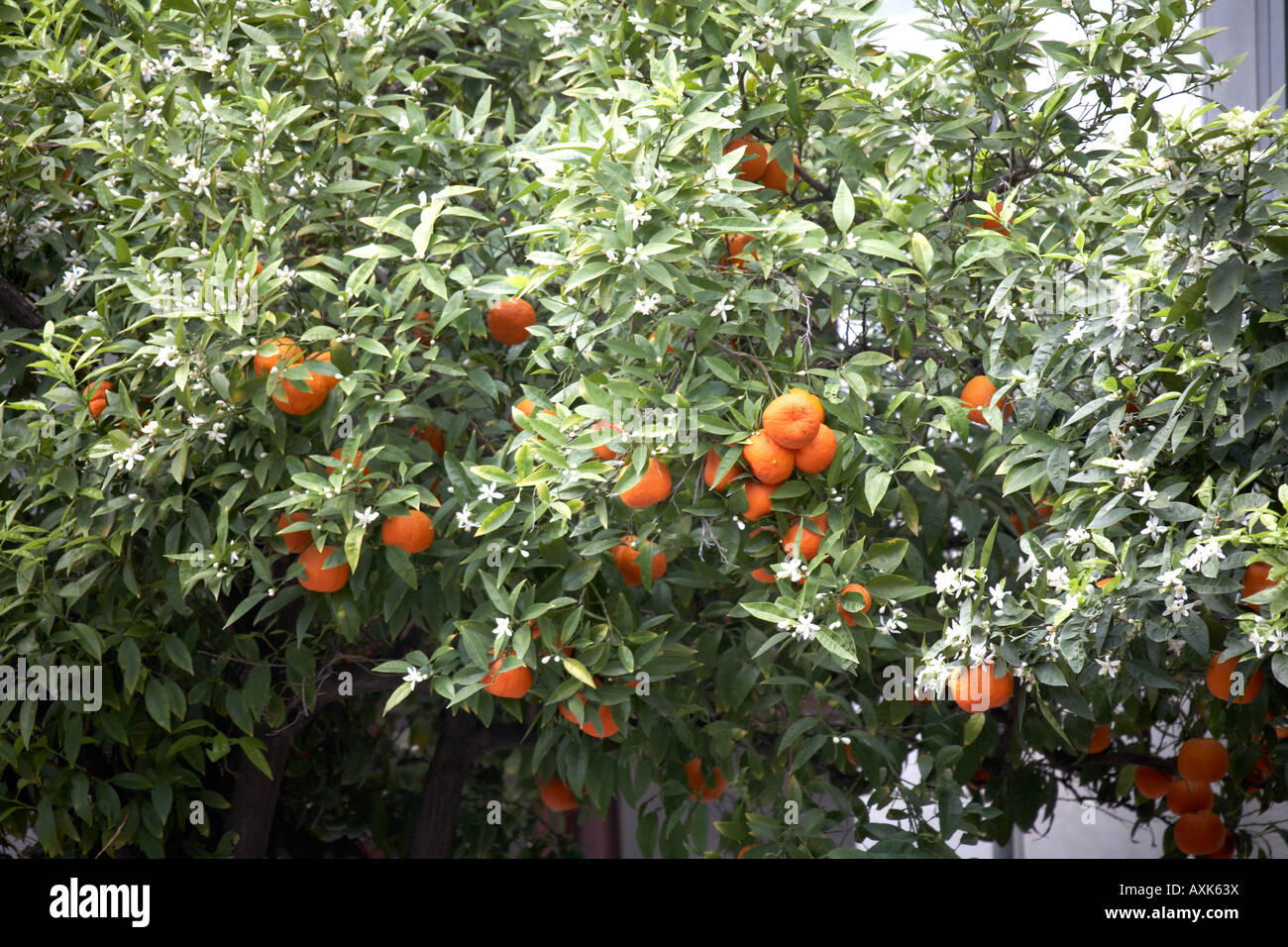 Seville orange trees with fruit and blossom in spring time Dexameni