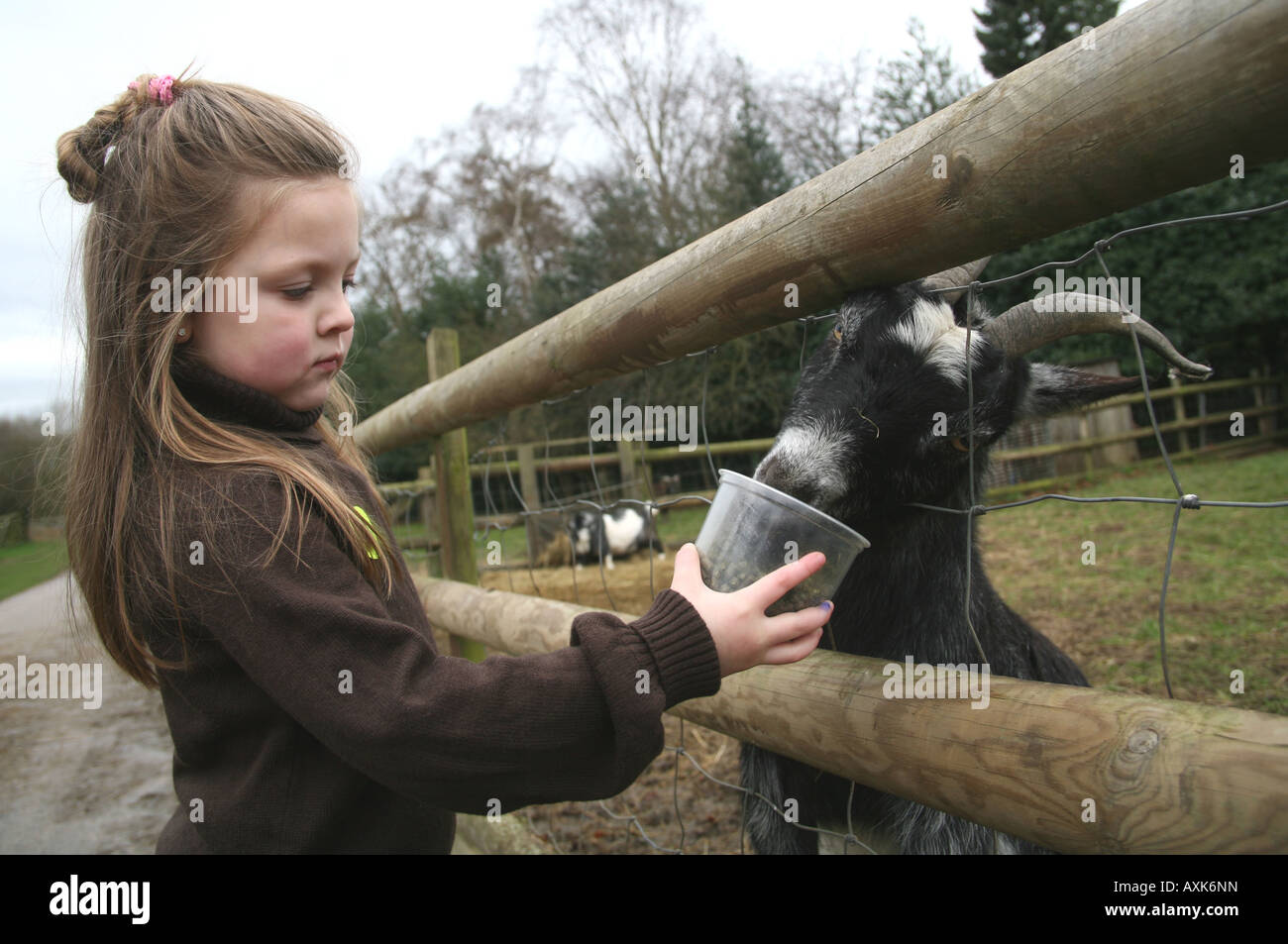 Little girl feeding a goat at the farm Stock Photo - Alamy