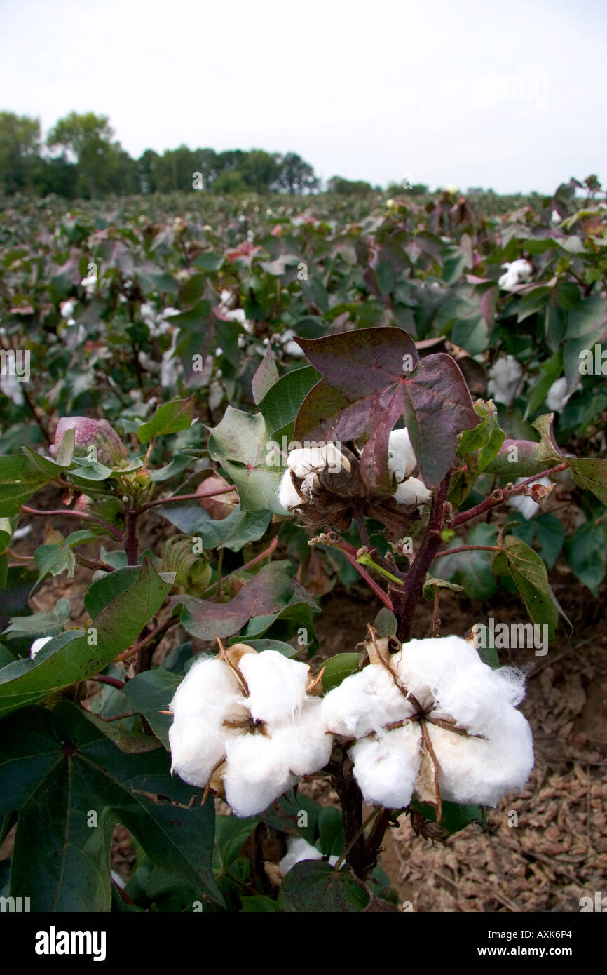Cotton growing at New Madrid Missouri Stock Photo Alamy