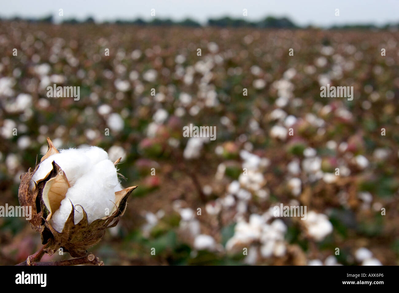Cotton growing at New Madrid Missouri Stock Photo