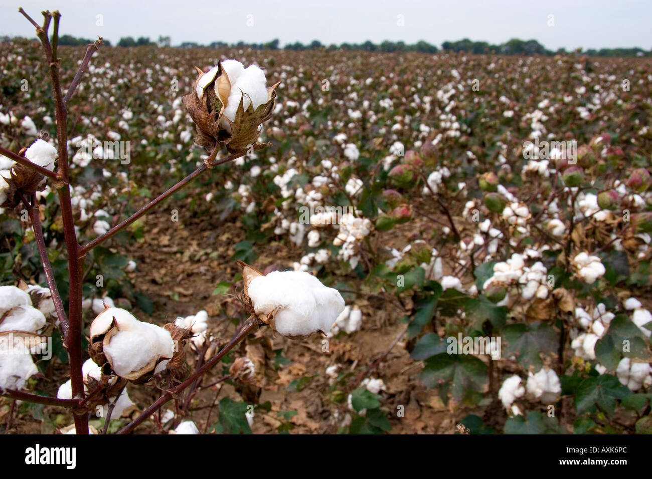 Cotton growing at New Madrid Missouri Stock Photo