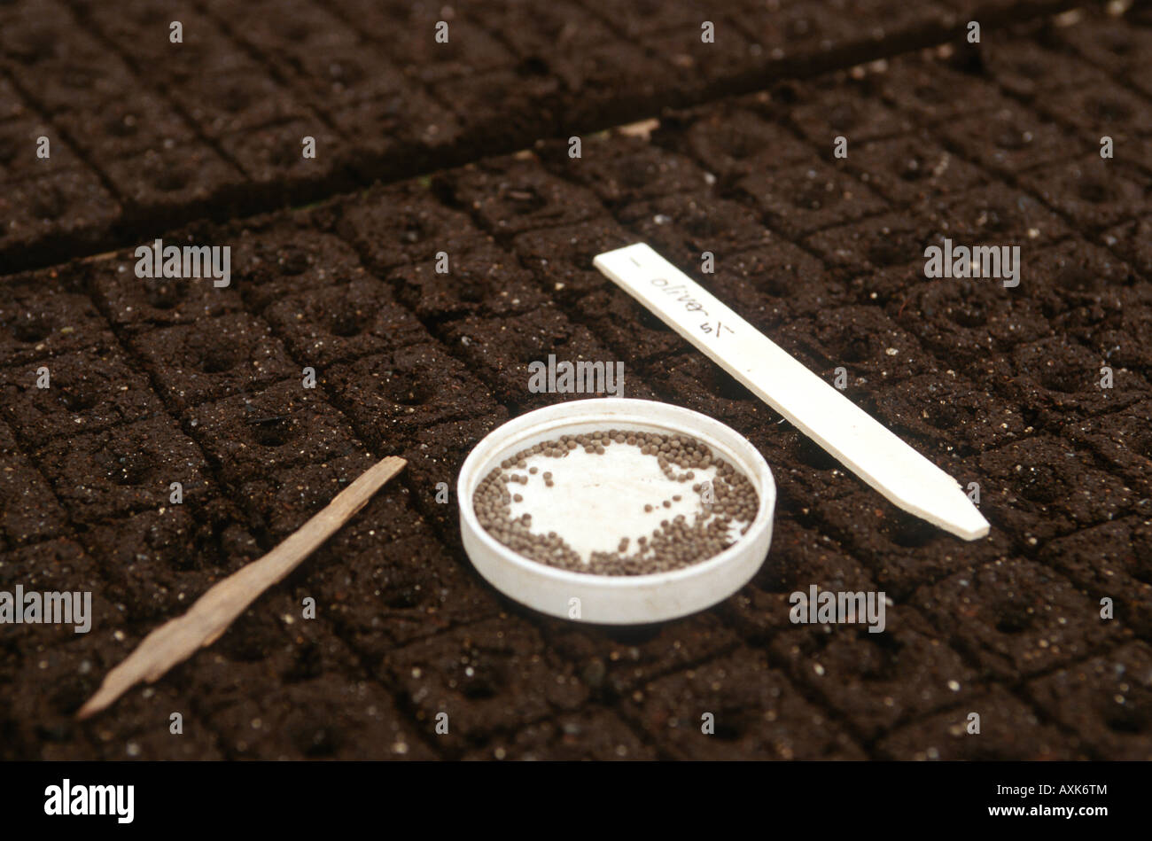 ILLINOIS Caledonia Soil blocks dish with vegetable seeds ready for planting organic farm greenhouse Stock Photo