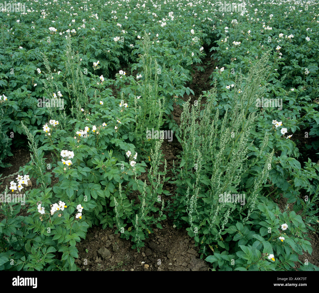 Flowering fat hen Chenopodium album in maturing potato crop Stock Photo
