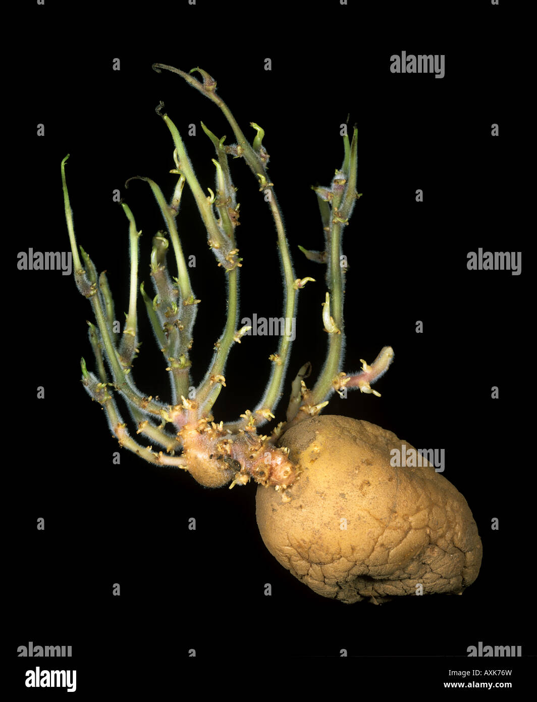 Architecture structure of shoots arising from a potato tuber Stock Photo