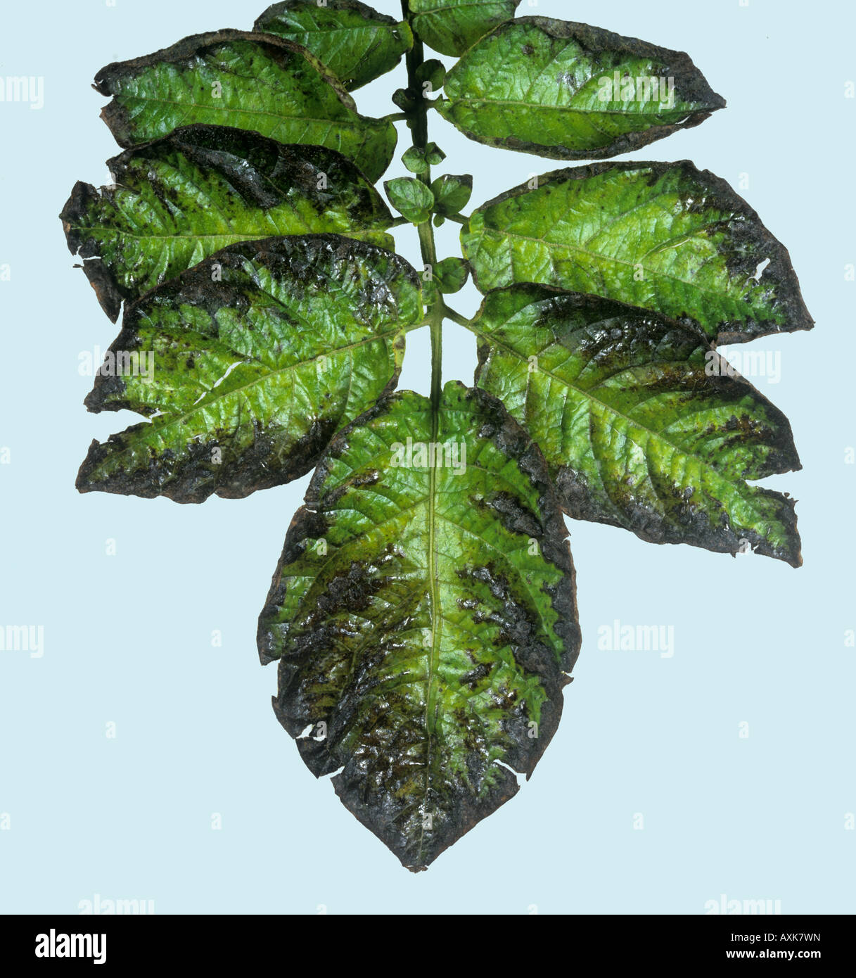 Potassium deficiency symptoms blackened leaf edges on potato Stock Photo