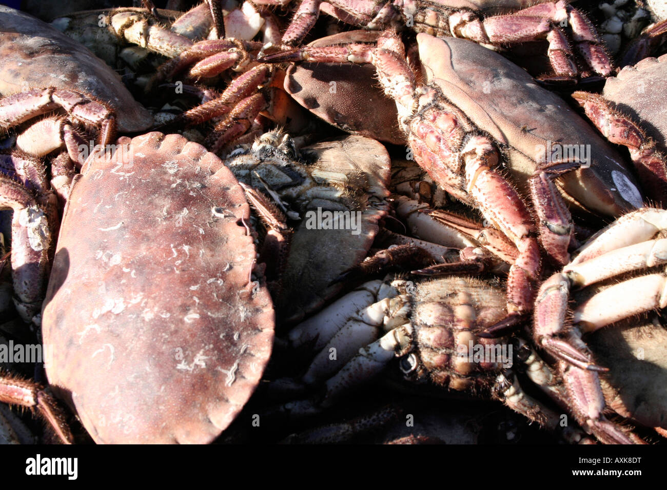 Box of freshly caught crabs, Howth, Dublin Stock Photo
