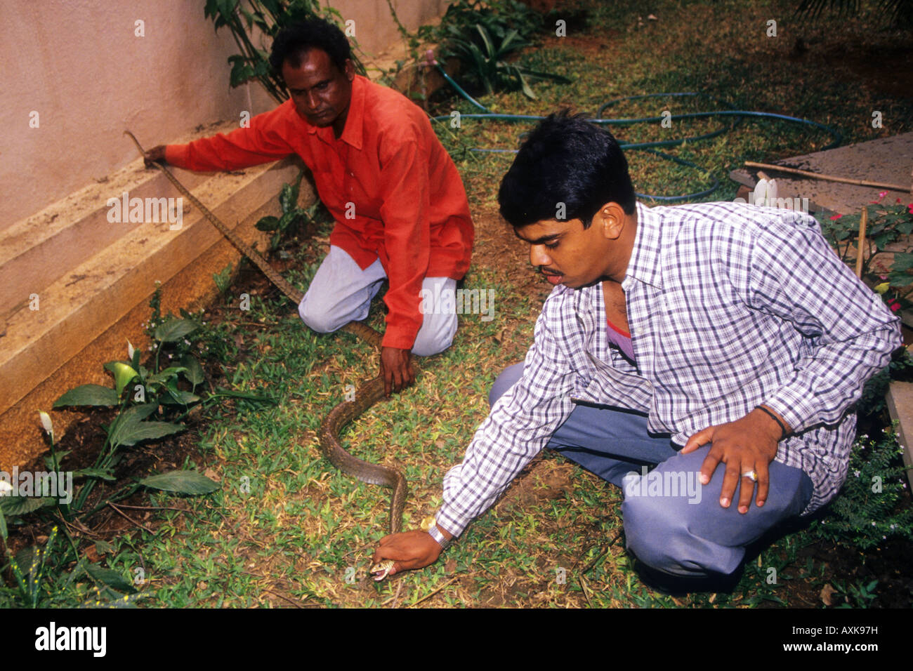 How to catch a snake hires stock photography and images Alamy