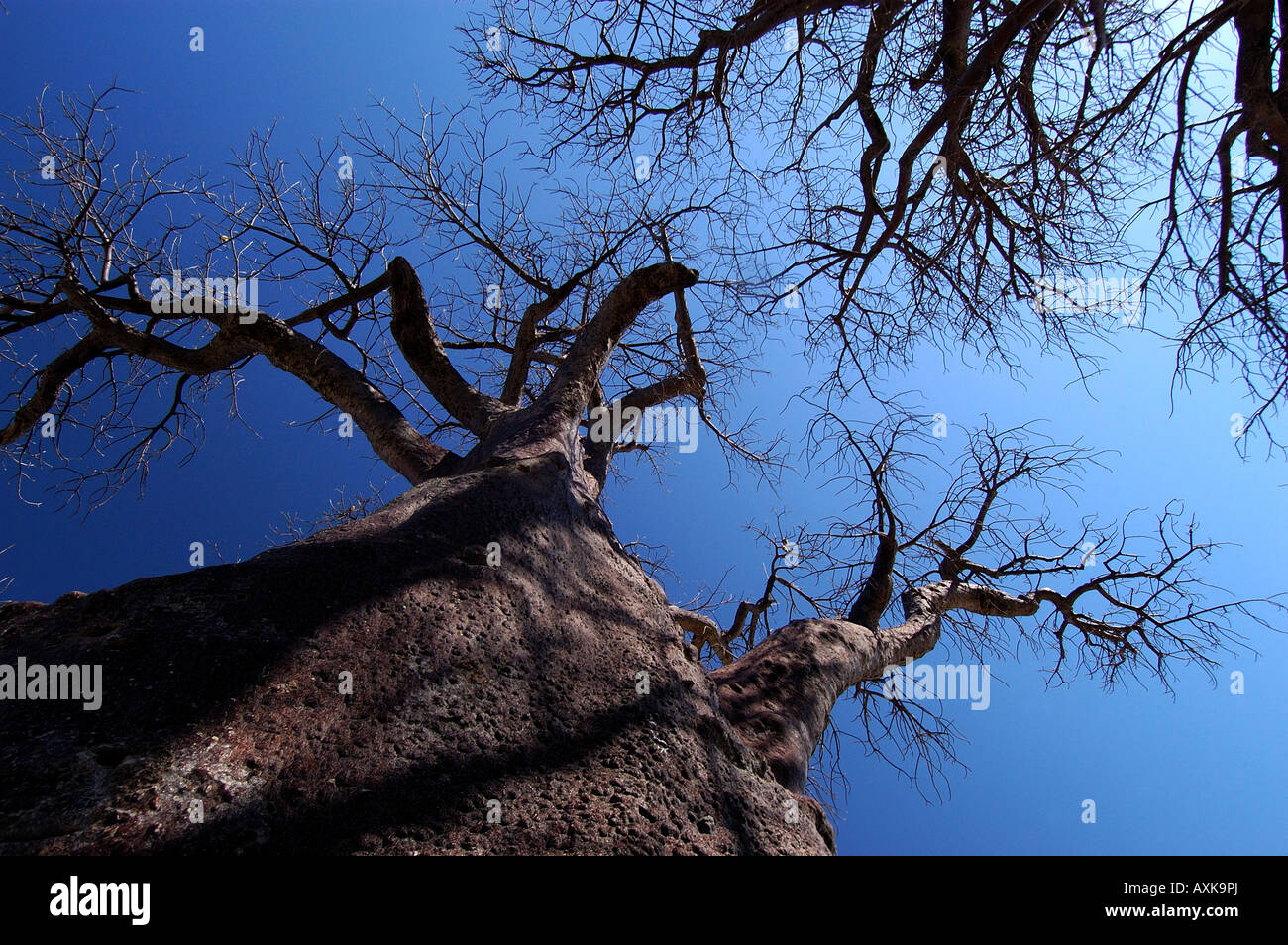 Baobab Tree Adansonia sp looking upwards Botswana Stock Photo
