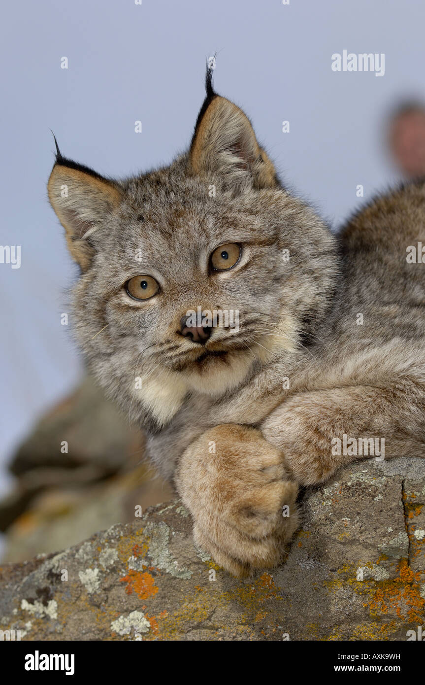 Canadian Lynx Lynx canadensis portrait USA Stock Photo Alamy