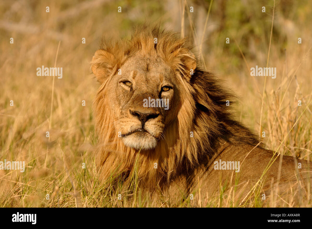 Male Lion Panthera Leo Portrait Botswana Stock Photo - Alamy