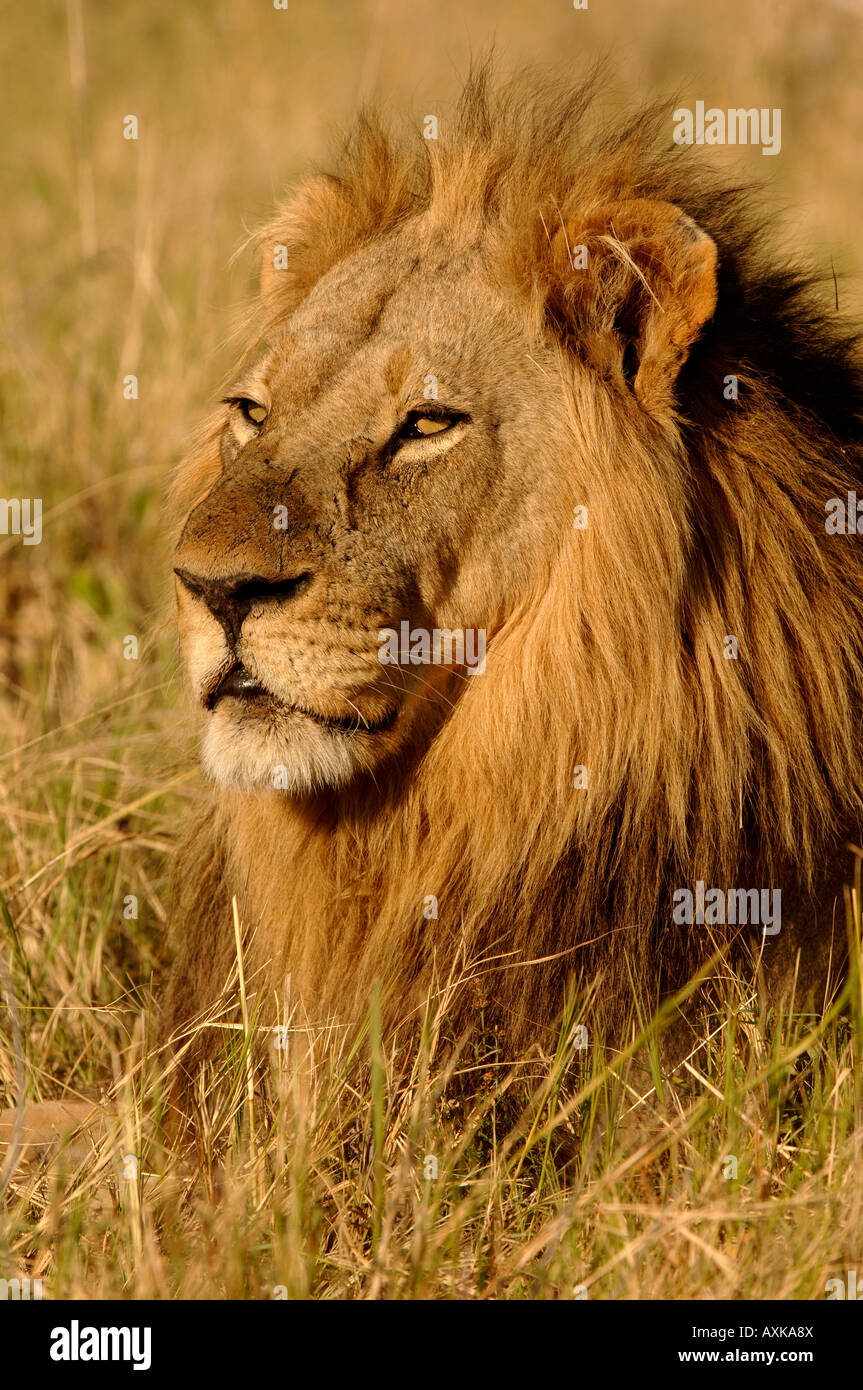 Male Lion Panthera leo portrait Botswana Stock Photo - Alamy