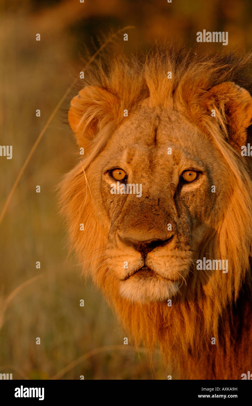 Male Lion Panthera leo portrait Botswana Stock Photo - Alamy