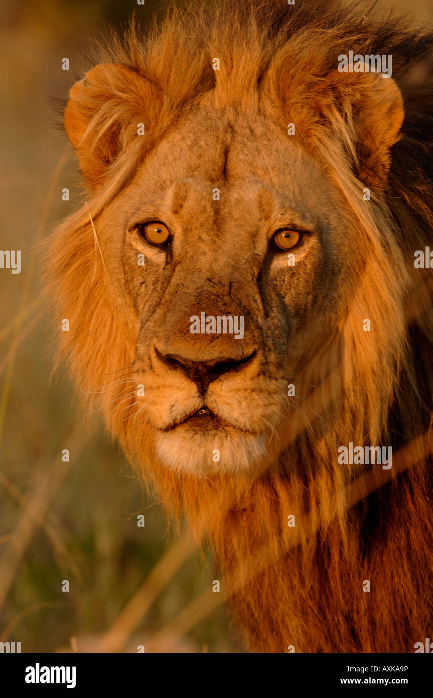 Male Lion Panthera leo portrait Botswana Stock Photo - Alamy