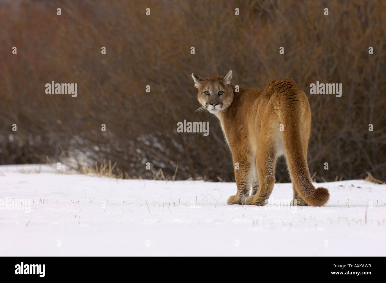 Puma Standing Puma or Mountain Lion Felis concolor standing on snow looking back ...