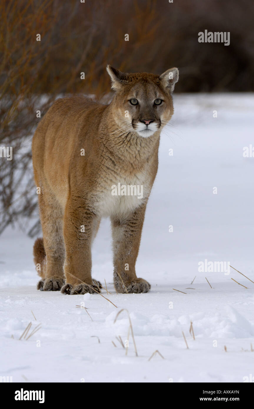 Puma Standing Puma or Mountain Lion Felis concolor standing on snow captive Stock ...