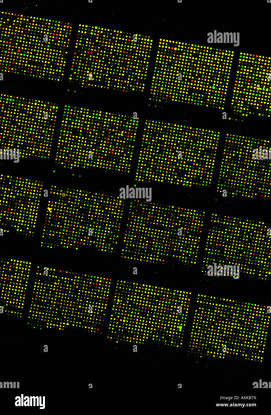 Micro Array DNA Chip, human genome structure Stock Photo