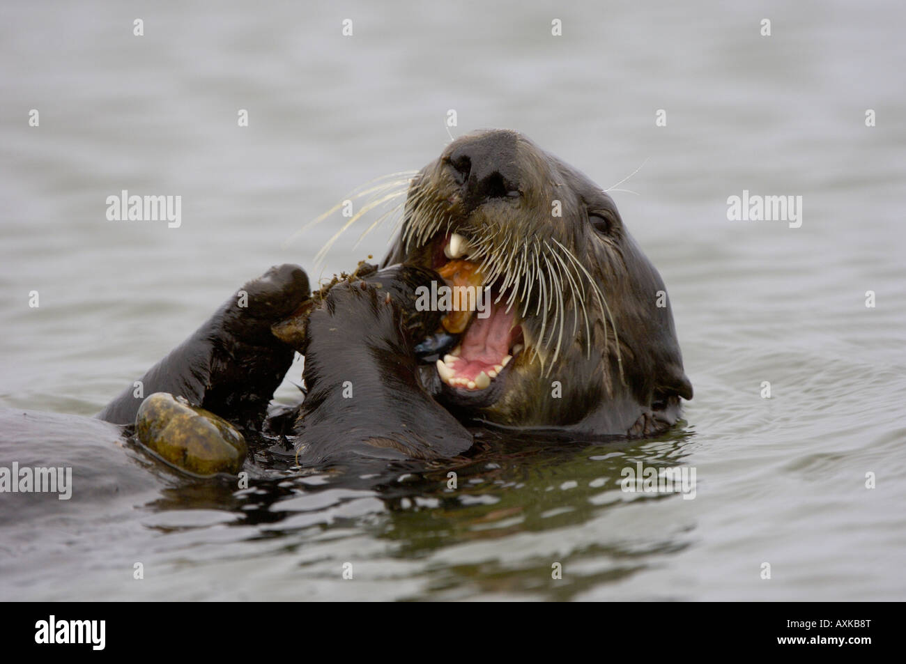 Sea Otter Enhydra lutris Monterey USA on water eating mussel with rock