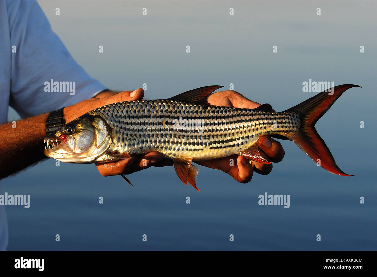 Tiger Fish Hydrocynus forskalii Okavango River Botswana Africa Stock Photo