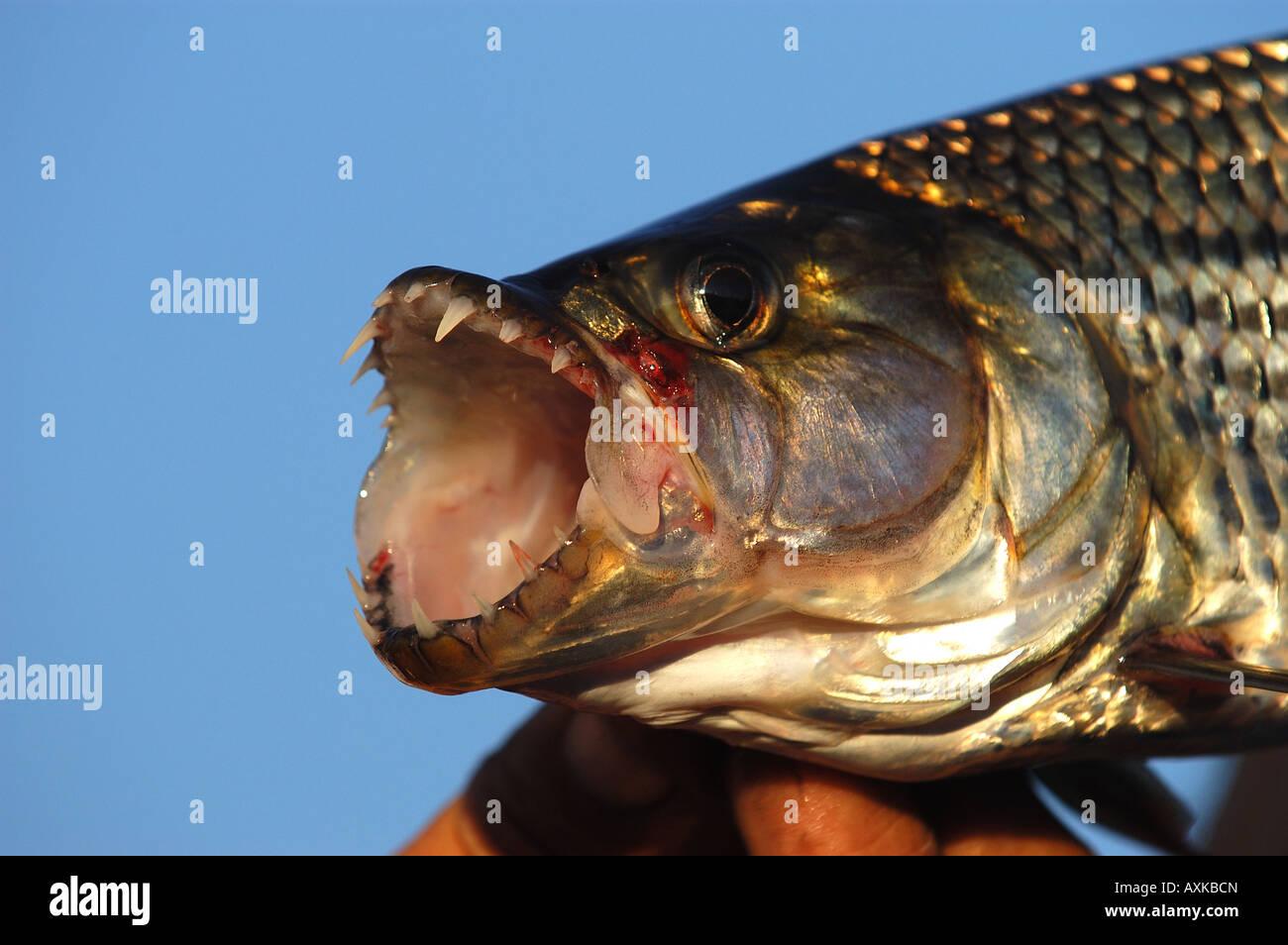 Tiger Fish Hydrocynus forskalii close up of head Okavango River Botswana Africa Stock Photo