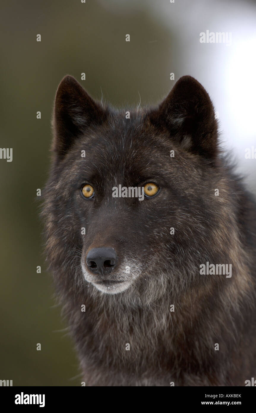 Portrait of a Black Timber Wolf Canis lupus captive USA Stock Photo - Alamy