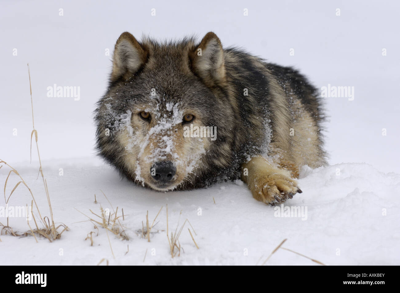 North American Timber Wolf Canis lupus lying down face covered in snow ...