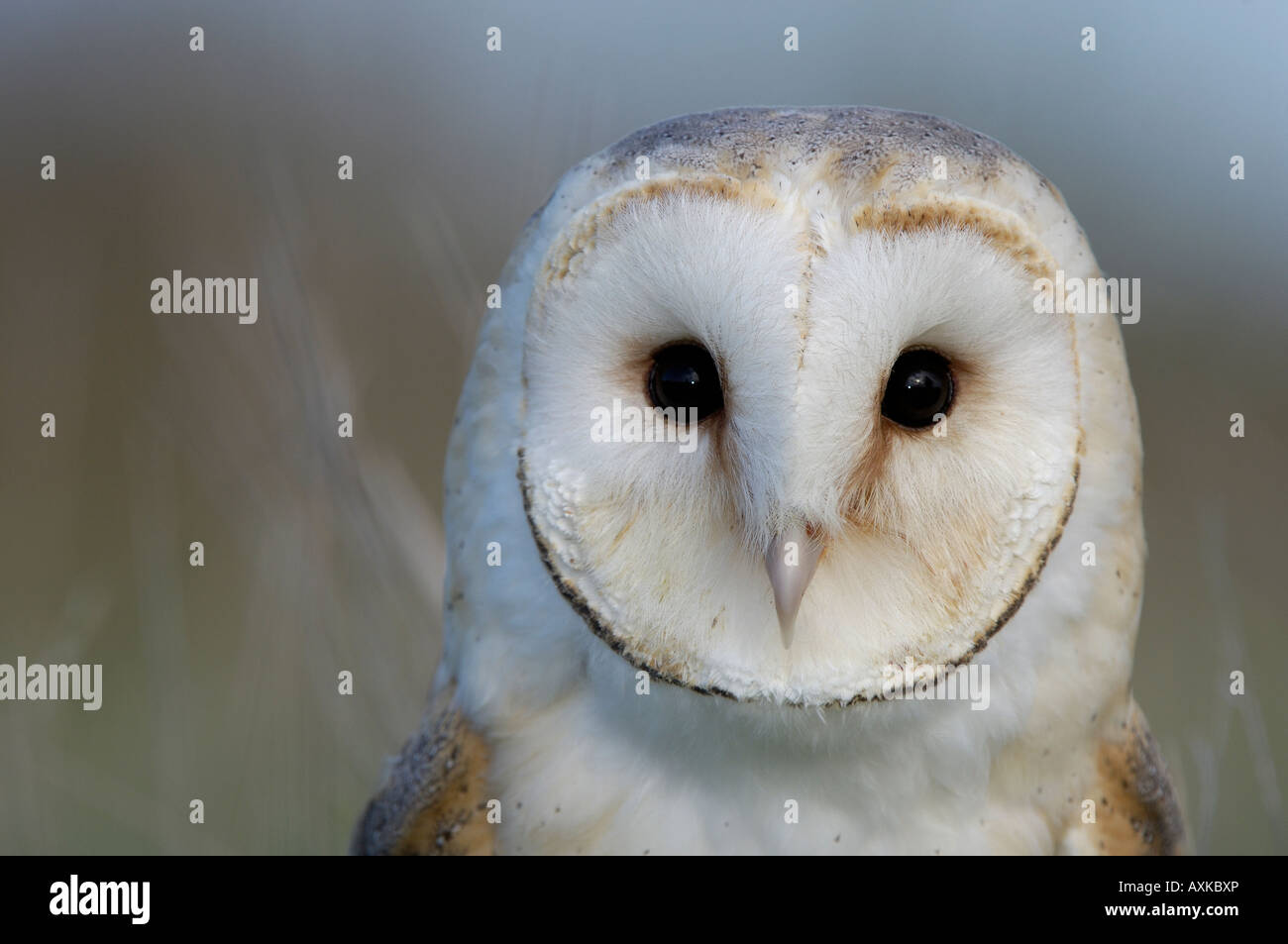 Barn Owl Tyto alba close up of head showing facial disc UK Stock Photo