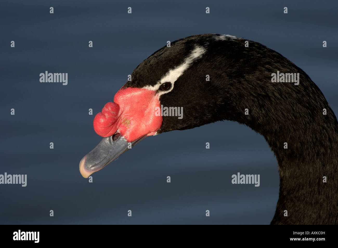 Black necked swan Cygnus melanocoryphus close up of head Slimbridge UK Stock Photo