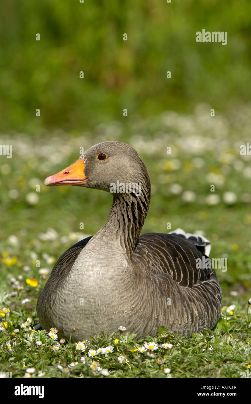 Greylag Goose Anser anser sitting amongst flowers UK Stock Photo