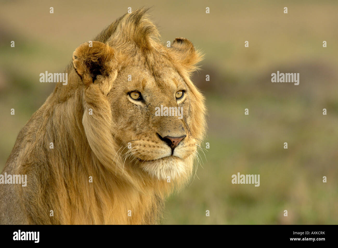 Lion Panthera leo Masaii Mara Kenya portrait of young male Stock Photo ...