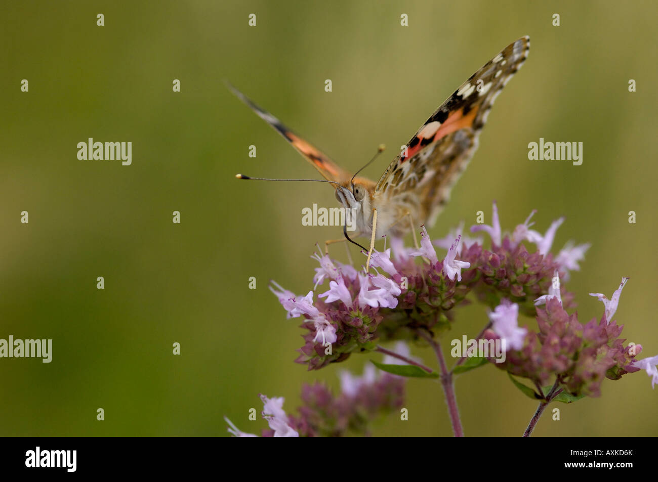Painted lady marjoram uk hires stock photography and images Alamy