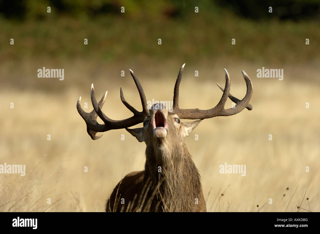 Red Deer Cervus elaphus stag bellowing or bugling during the rutting season close up UK Stock Photo